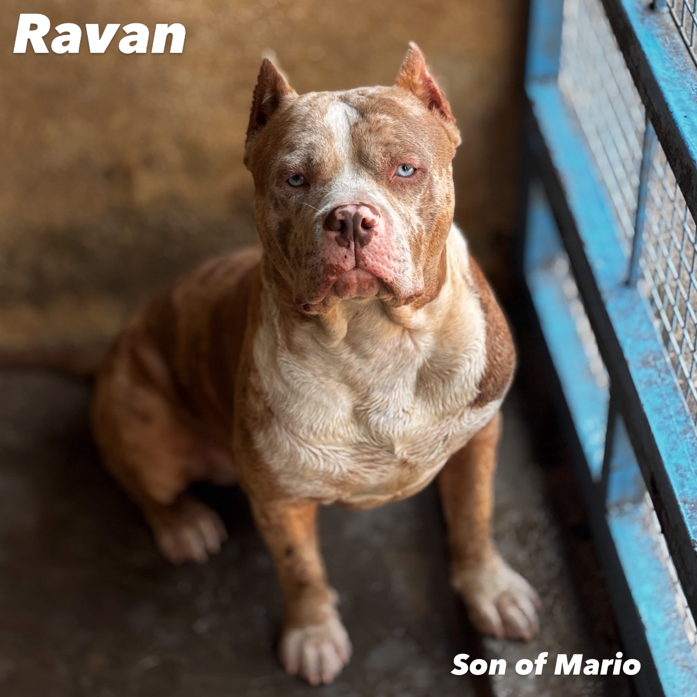 Ravan